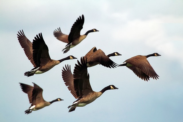 Flying with Geese